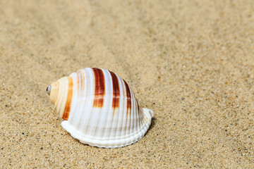 Fototapeta na wymiar Landscape with conch on tropical beach