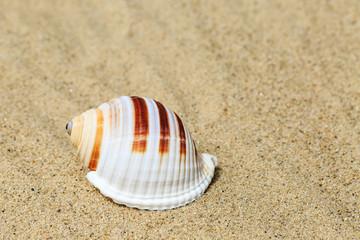 Landscape with conch on tropical beach