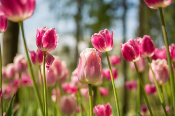 Fresh colorful tulips in nature park during spring time