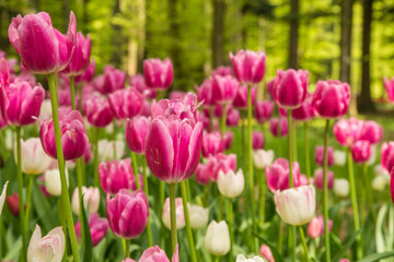 Fresh colorful tulips in nature park during spring time