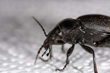 Macro of a female stag beetle, Lucanus cervus, side view