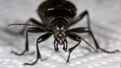 Macro of a female stag beetle, Lucanus cervus, front view