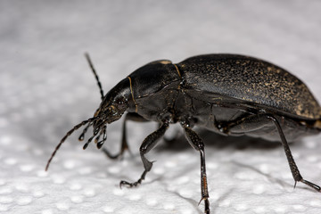 Macro of a female stag beetle, Lucanus cervus, side view