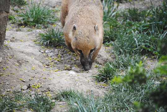 Coati roux