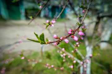 Peach blossom with pink flowers
