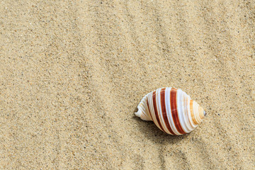 Landscape with conch on tropical beach