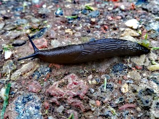 Black snail after the rain 