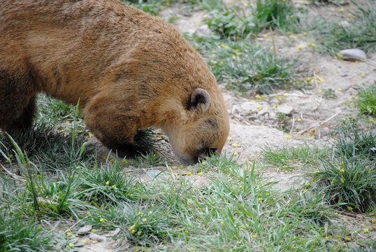 Coati roux