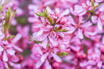 Blooming pink flower almond dwarf in garden, spring time.