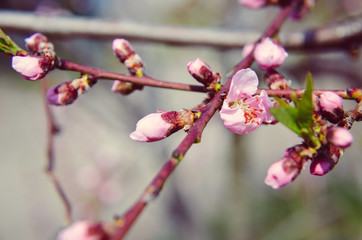 Fototapeta na wymiar Peach blossom with pink flowers