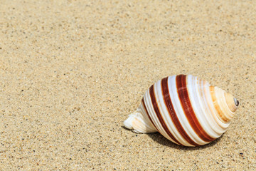 Landscape with conch on tropical beach