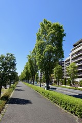 新緑の街