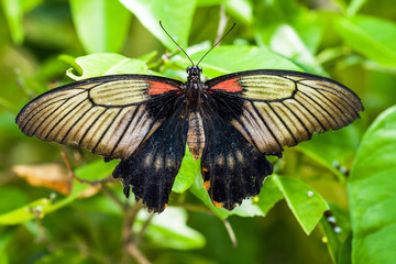 Papillon tropical Papilio lowi sur une feuille