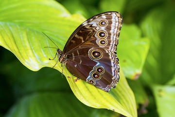 Papillon Morpho, Caligo Memnon,sur une feuille