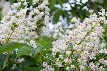 Chestnut tree flowers in bloom