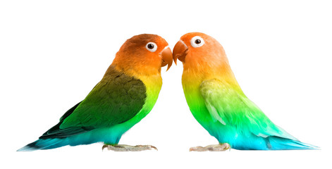 Obraz premium parrot isolated on white background