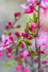 Blooming pink flower almond dwarf in garden, spring time.