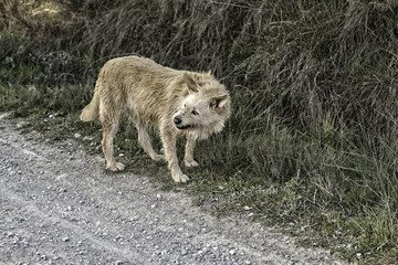 Hound dog vegetation
