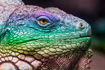 Fototapeta premium portrait of a colorful iguana