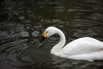 Obraz premium Swan bird on the lake