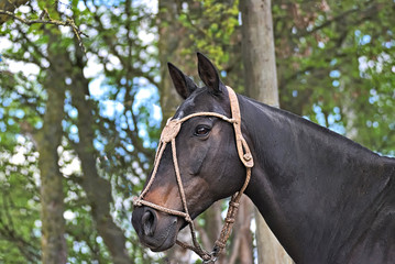Portrait of a dark horse outdoor