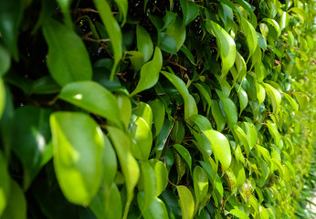 burry Tree fence background