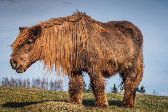 Old and hairy Icelandic horse