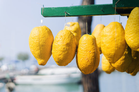 Riesige reife Zitronen hängen an einem Stand