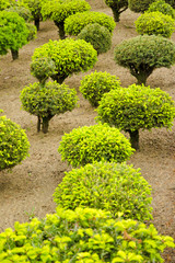 View of a series of green dwarf trees in the garden during spring and summer