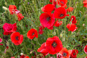 Coquelicots