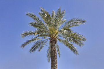 Fototapeta na wymiar Palm Tree and Blue Sky
