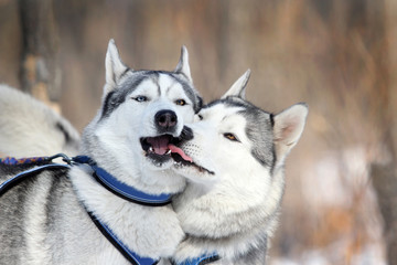 Kissing dogs. Stunning siberian huskies.
