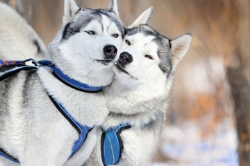 Siberian Husky friends.