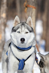 Stunning siberian husky dog. Like a wolf.