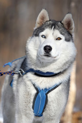 Stunning siberian husky dog. Like a wolf.