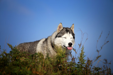 Smiling husky dog. Summer day