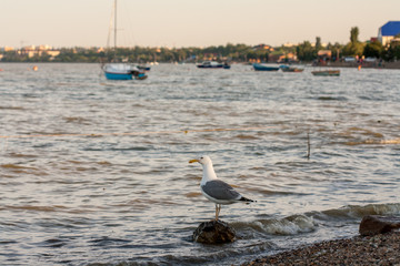 Seagull on a rock on the sea shore