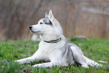 Siberian husky. Beautiful dog. Summer.