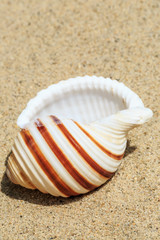 Landscape with conch on tropical beach