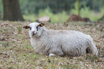 Bentheimer Landschaf