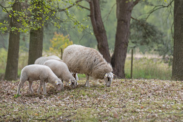 Naklejka premium Bentheimer Landschafe