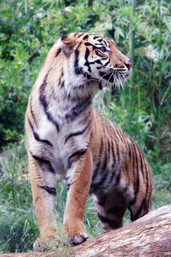 Sumatra tiger, profile view