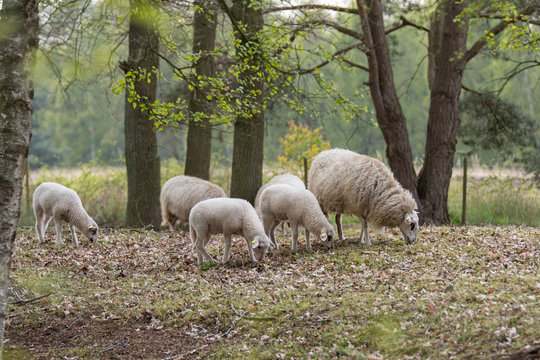 Bentheimer Landschafe