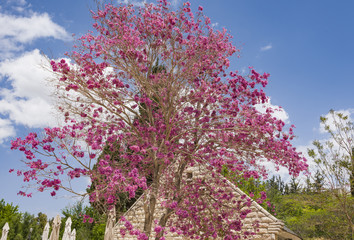 Pink ipe or pink lapacho, Tabebuia avellanedae or Handroanthus impetiginosus