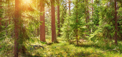 pine and fir forest panorama in spring. Pathway in the park