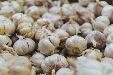 Garlic group background, selective focus