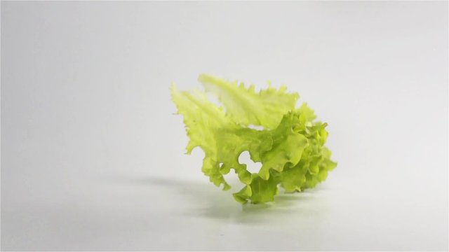 Lettuce falling and splashing on white surface with isolated white grey bg in slow-motion shot on high-speed camera rapidly. Bouncing fresh tasty green meal.