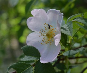 Fiore in rete
