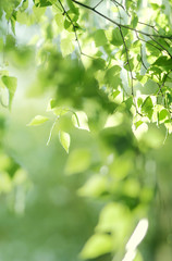  First Birch Leaves and Bokeh. Leaves outdoors. Leaves Macro, Shallow Depth of Field.
