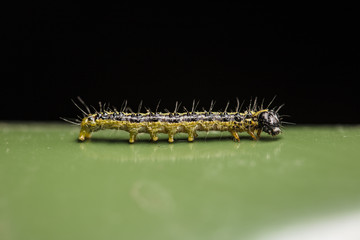 caterpillar worm on green 